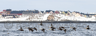 BB 12 0453 / Somateria spectabilis / Praktærfugl